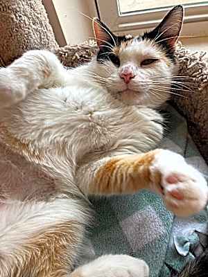 Photo of Dixie #image