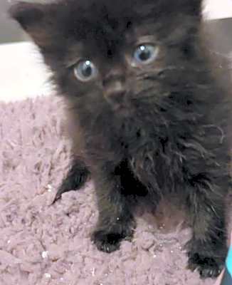 Photo of Sirius #image