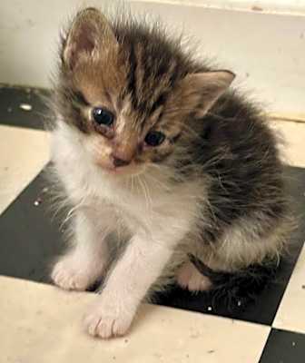 Photo of Luna #image