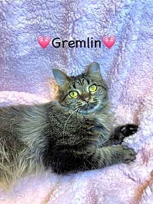 Photo of Gremlin #image