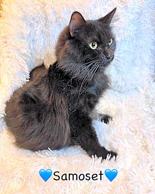 Photo of Samoset #image