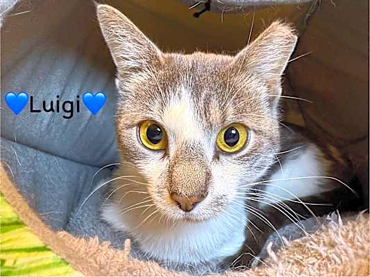 Photo of Luigi #image