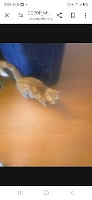 Photo of Shushu #image