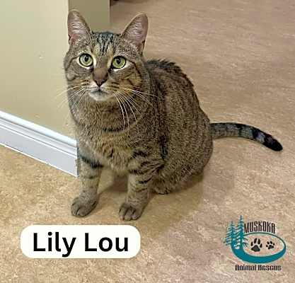 Photo of Lily Lou - Cuddle Buddy! #image
