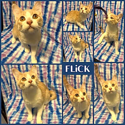 Photo of Flick #image