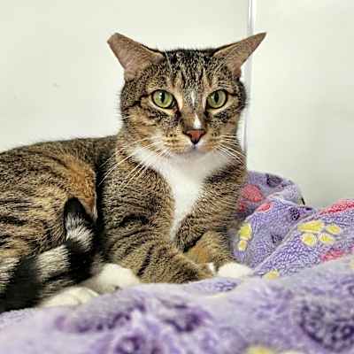 Photo of Kitty #image