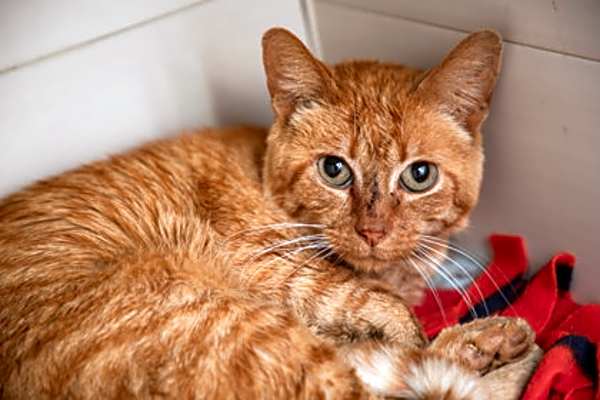 Photo of Chance #image