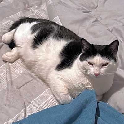 Photo of Mama Kitty #image