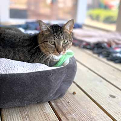 Photo of Flossie #image