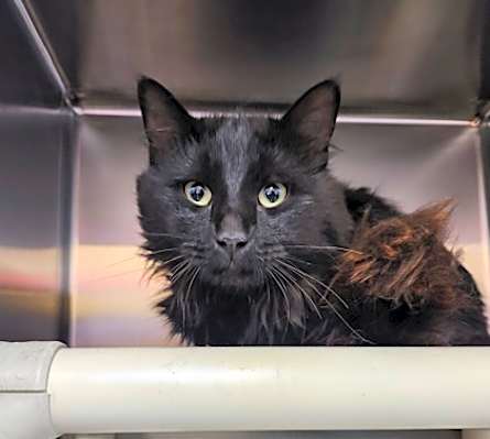 Photo of Titus #image