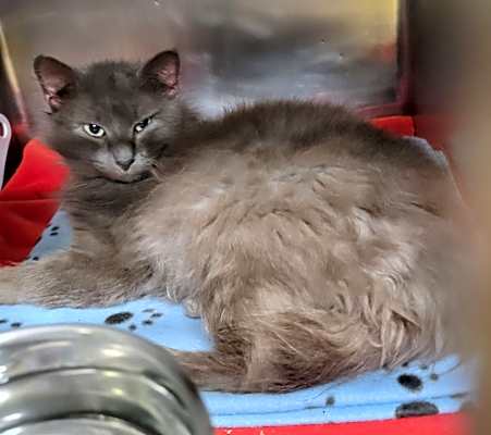 Photo of Razzle Dazzle (Neutered) #image
