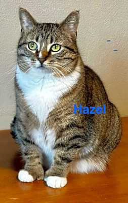 Photo of Hazel #image