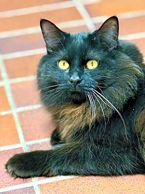 Photo of Murphy #image
