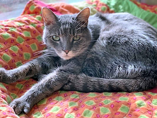Photo of Felix #image