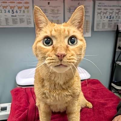 Photo of Wuffy #image