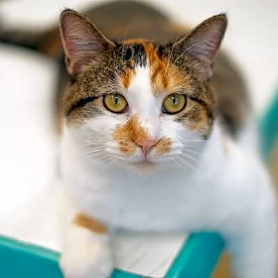 Photo of Cally #image
