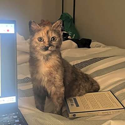 Photo of Kahlua #image