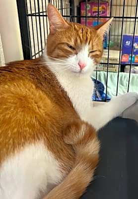 Photo of Socks AKA Misu #image