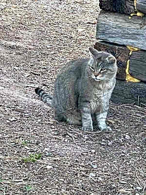 Photo of Barn Cats #image