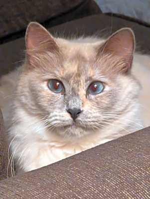 Photo of Jasmine #image