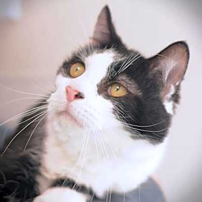 Photo of Mr Wallas #image