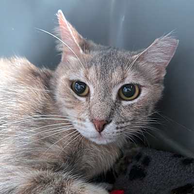 Photo of PINKALICIOUS #image