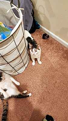 Photo of Norbert #image