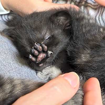 Photo of Morticia #image