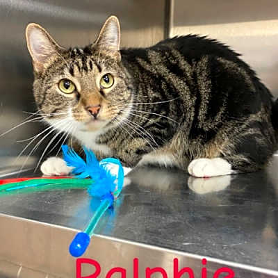 Photo of Ralphie #image