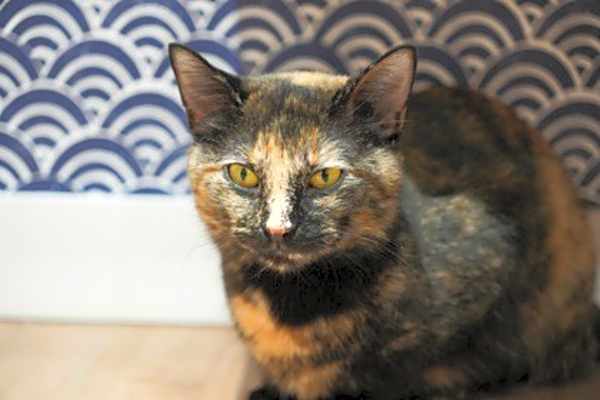 Photo of Sesame #image