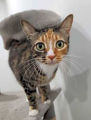 Photo of Sassy #image