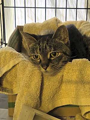 Photo of Tabitha #image