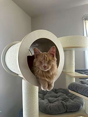 Photo of Odin #image