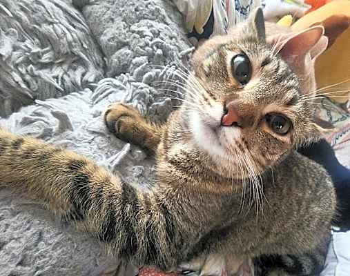 Photo of Koko #image
