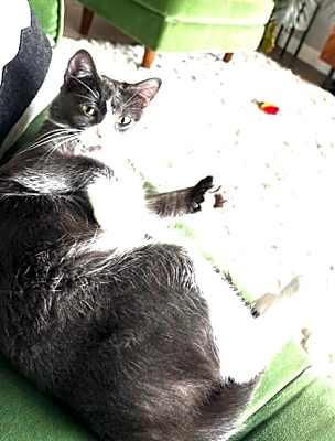 Photo of Izzy #image