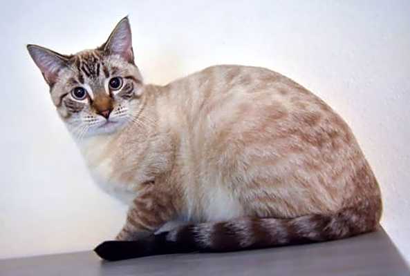 Photo of Goose #image