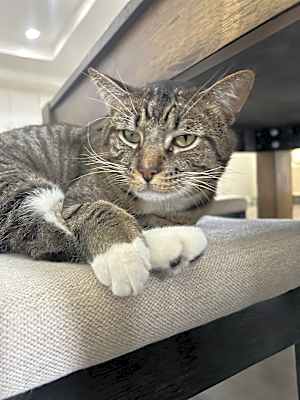 Photo of Othello #image