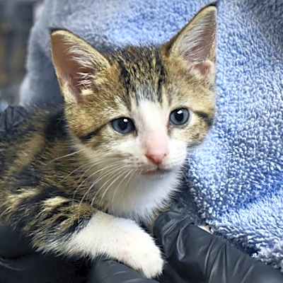 Photo of Kiwi Fizz #image