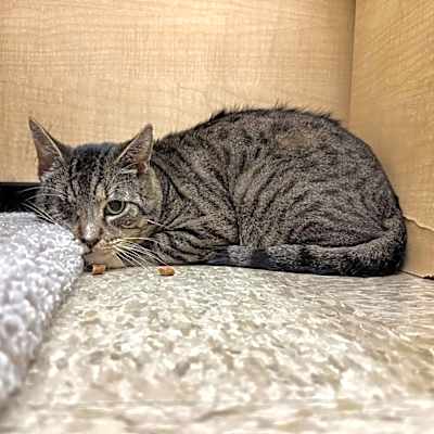 Photo of Lucky #image