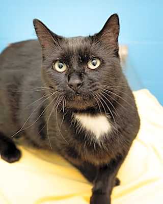 Photo of Cheer Up Charlie #image