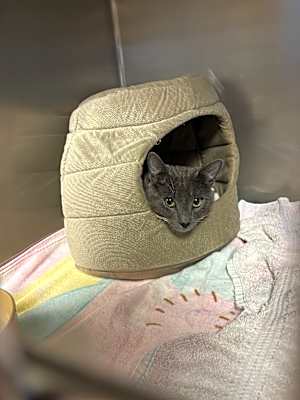 Photo of Toodles #image