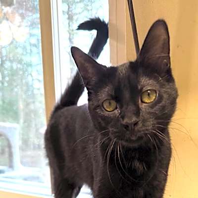 Photo of Willow #image