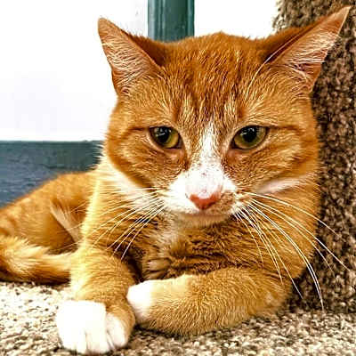 Photo of Dexter #image
