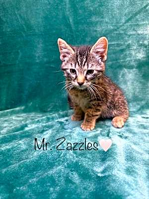 Photo of Mr. Zazzles #image
