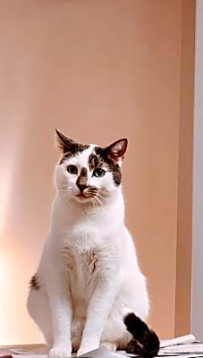 Photo of Marbles/Smokey #image