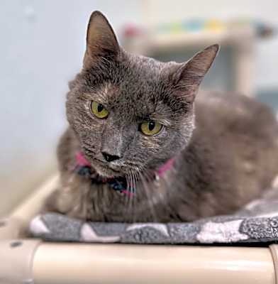 Photo of Kippy (fka Daphne) #image