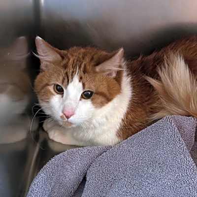 Photo of Simba #image