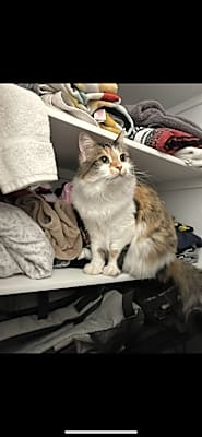 Photo of Maxi #image