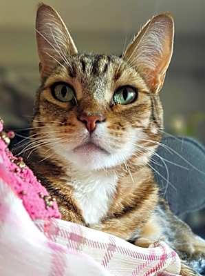 Photo of COCO #image