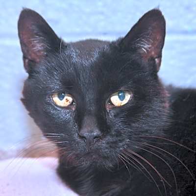 Photo of Goliath #image